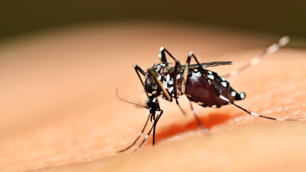 Les moustiques porteurs du virus Zika et de la dengue se sont propagés sur la moitié de la France, y compris à Paris